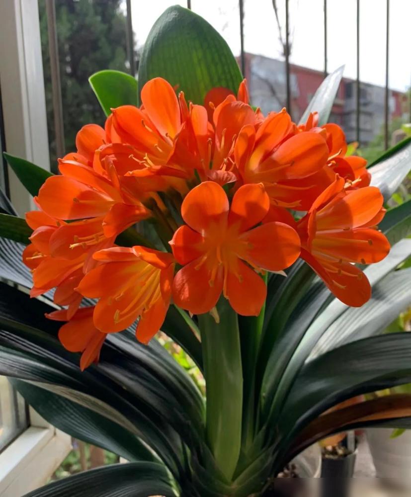 室内见红花，养人又旺家，不迷信，5种花养一盆，好处多多​这句老话真不是随便说