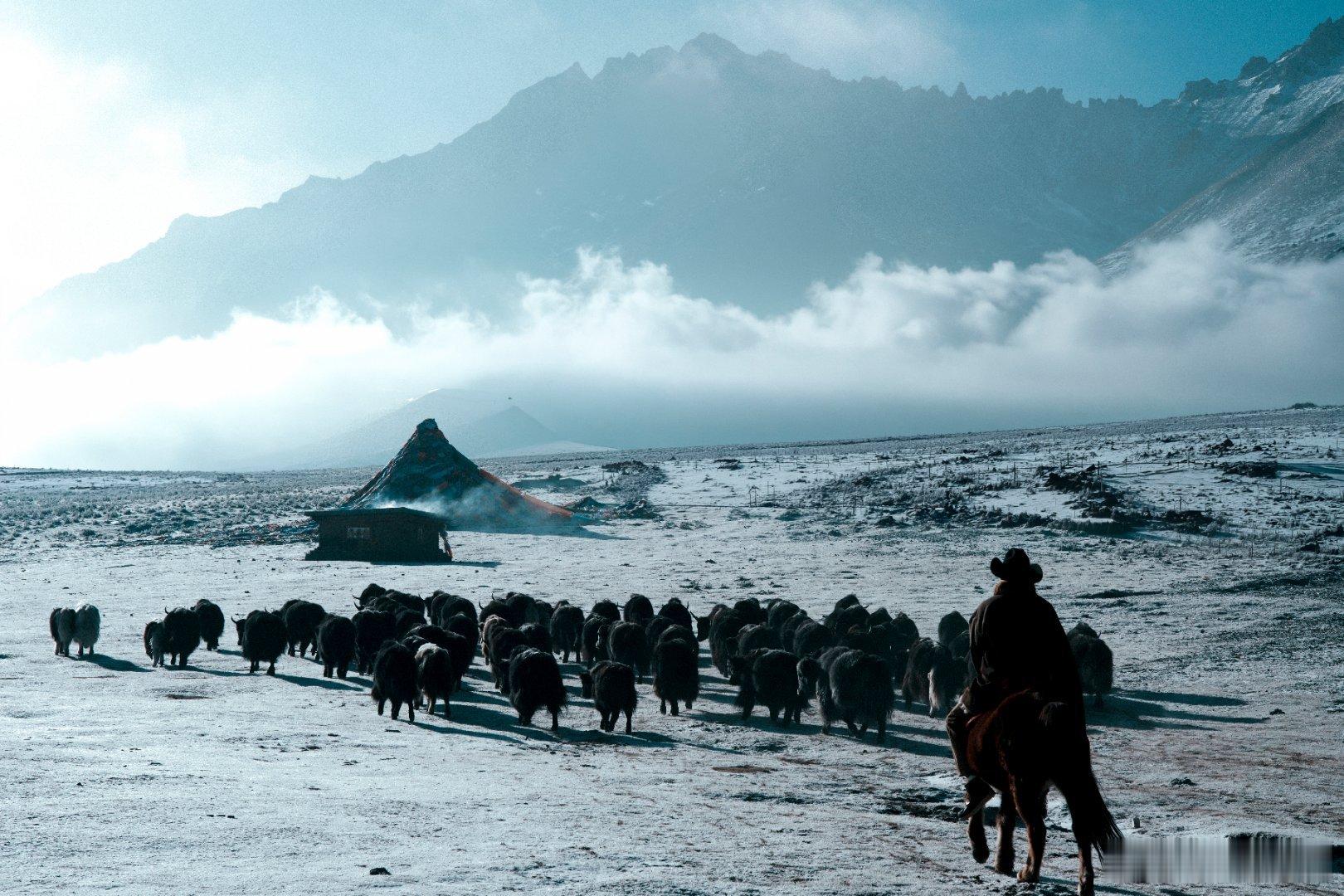 金巴过年回草原放牧回到草原的金巴，才是真正活成了风，牛羊漫过山岗，那份不被束缚的