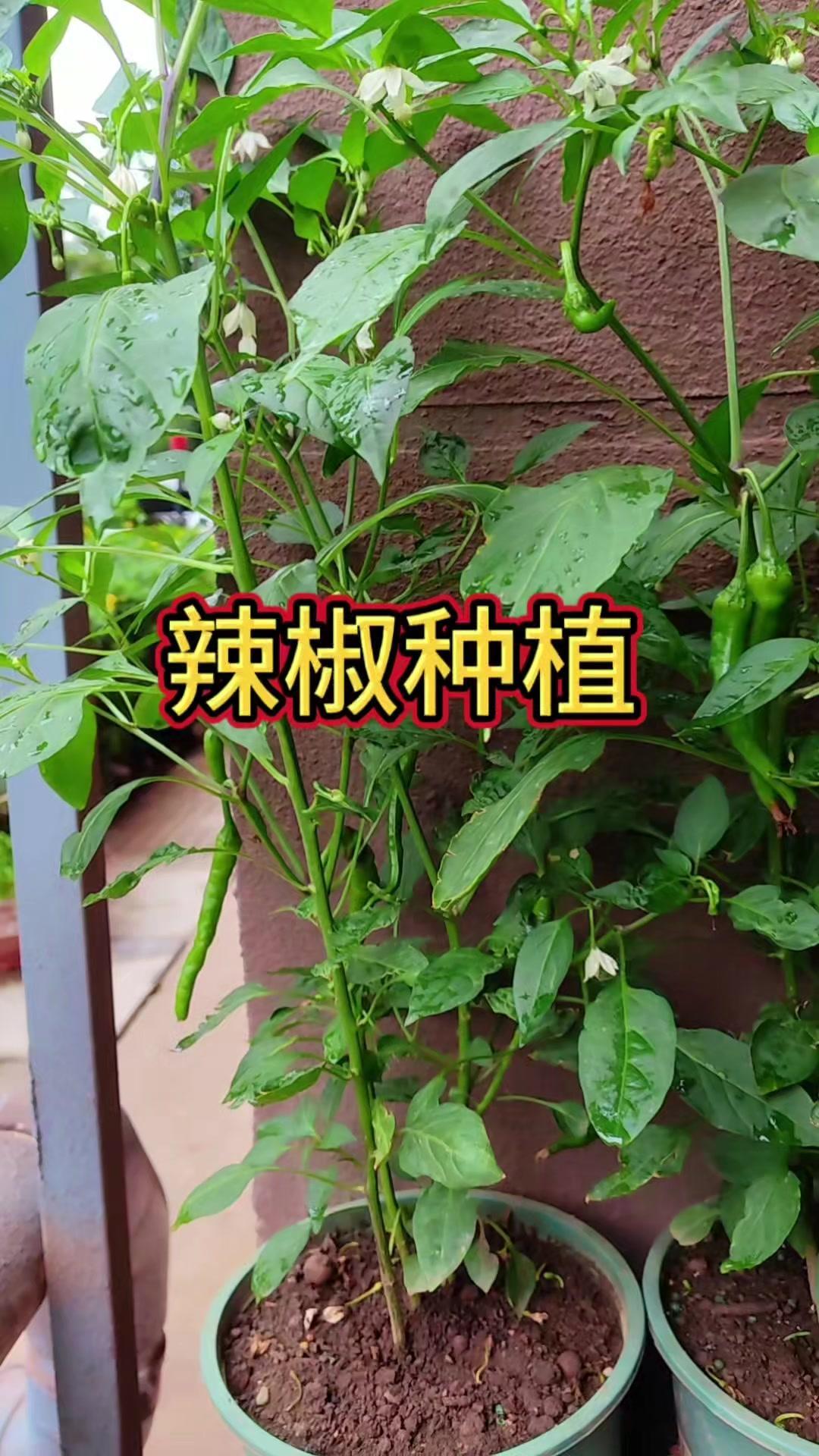 🌶️辣椒长花苞后，一定要做好这个重要管理——去侧枝！第一朵花以下的侧枝全部剪掉