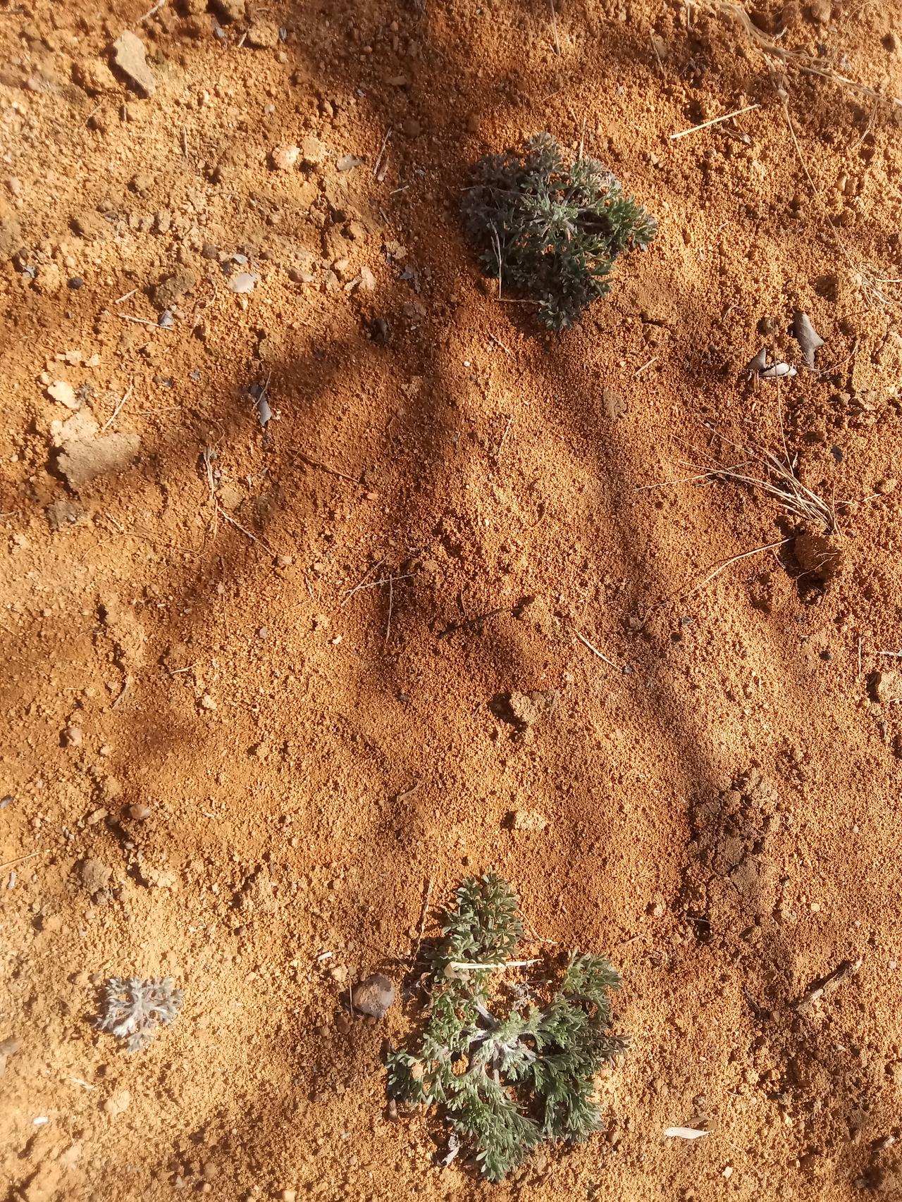 春天来了建议大家多吃点茵陈，对肝脏有很大的好处，不但是中药，而且还是非常美味的一