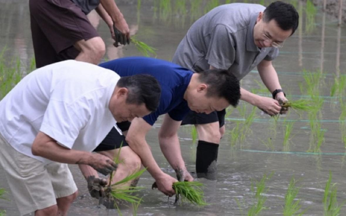 有意思，阿里和蚂蚁集团的核心管理层集体跑去杭州乡下种水稻了！十几个人忙活一上