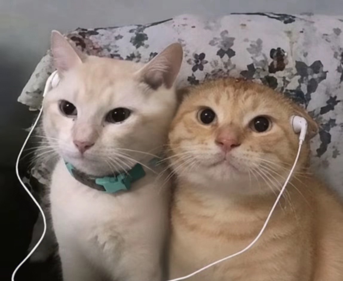 猫咪好可爱呀​​​