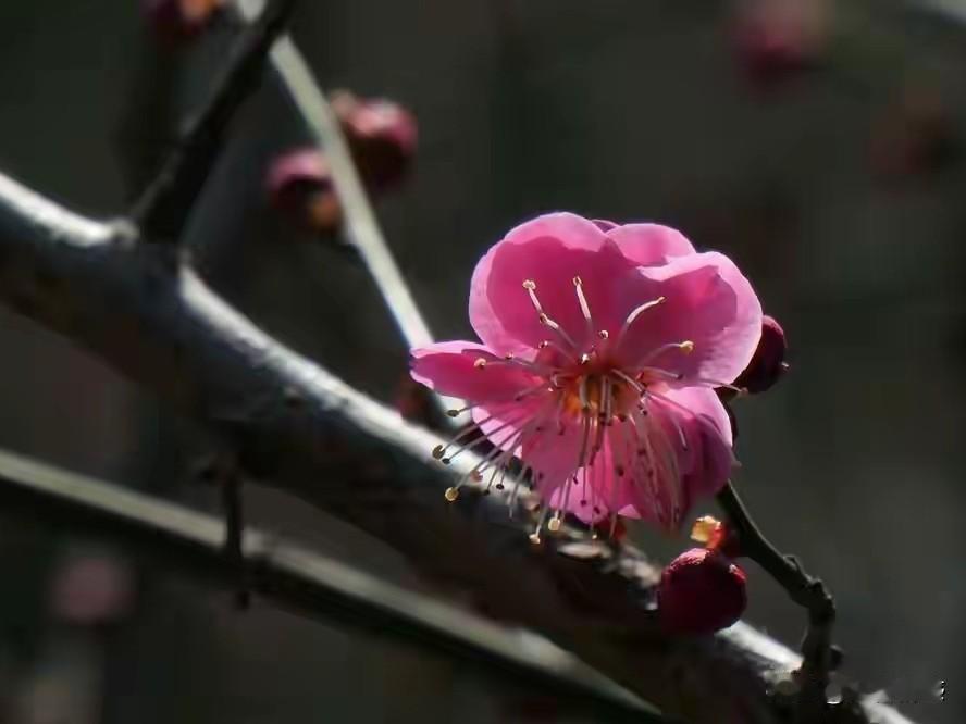 看到“勤勤恳恳种菜”这个上联，我脑海里瞬间就蹦出下联“兢兢业业养花”。我自己就