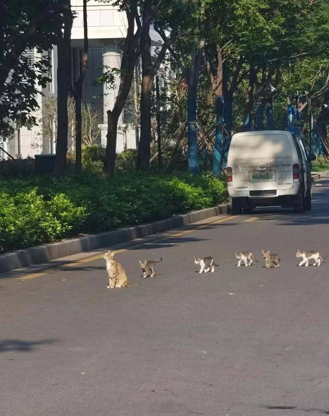 小猫睡觉的时候很警惕（除了大学生）