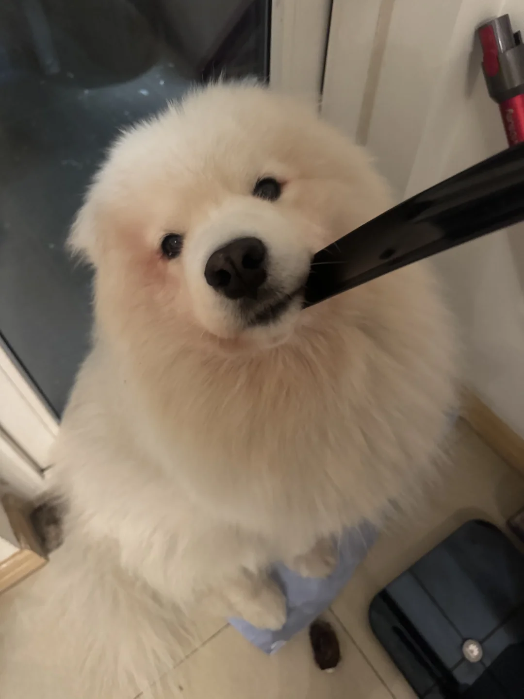 当我打开门看到地上有一坨棉花…