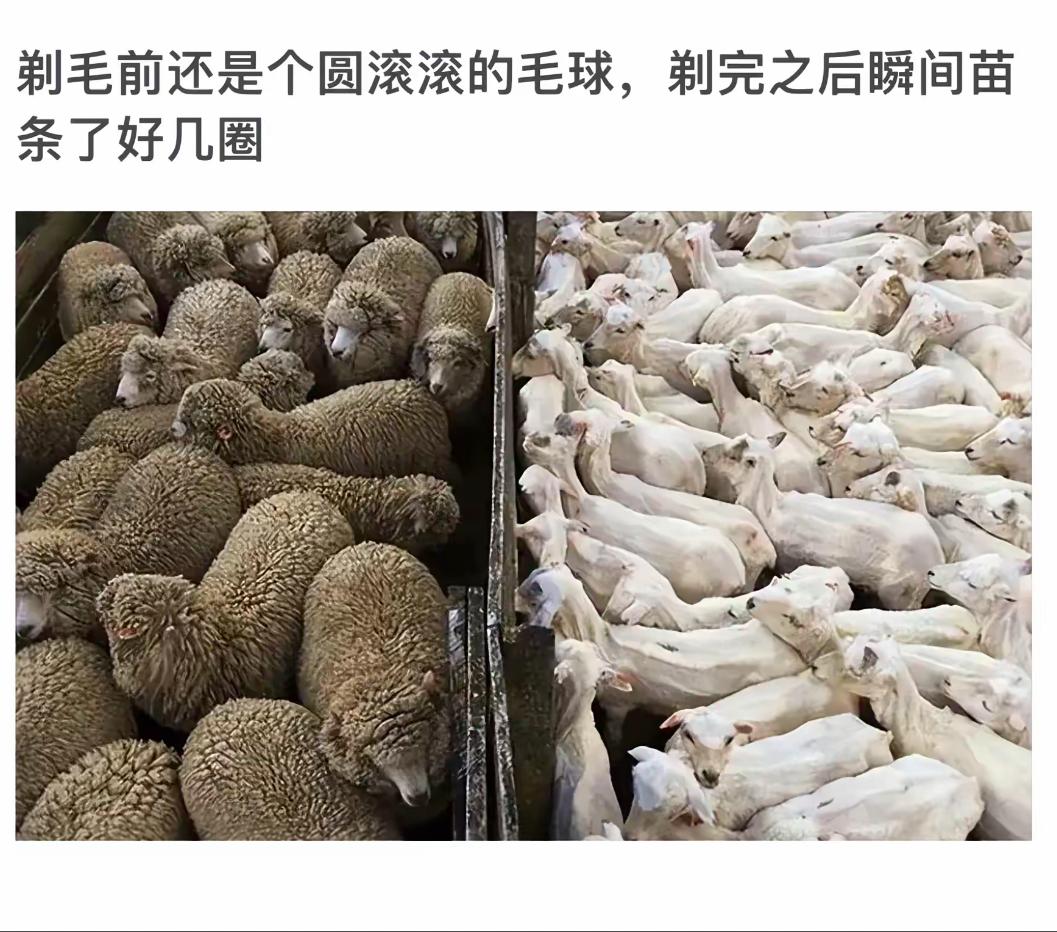 从毛球到光头，瞬间变身！