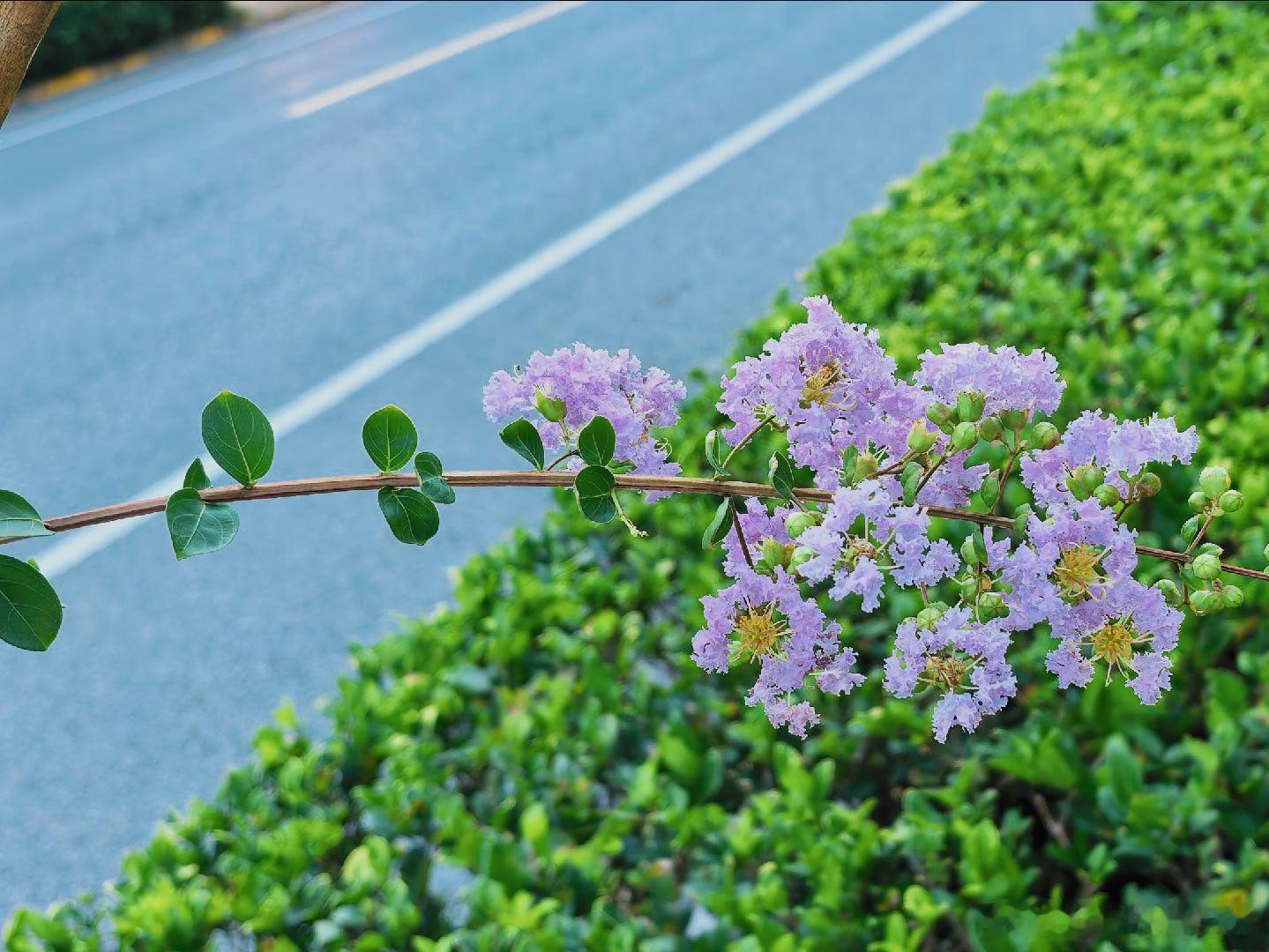 紫薇🌸