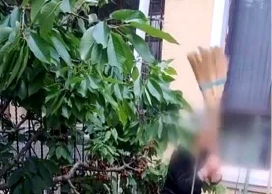 “为老不尊！”近日，辽宁，一位88岁老太到邻居家里偷樱桃，吃几个就算了，没曾想，
