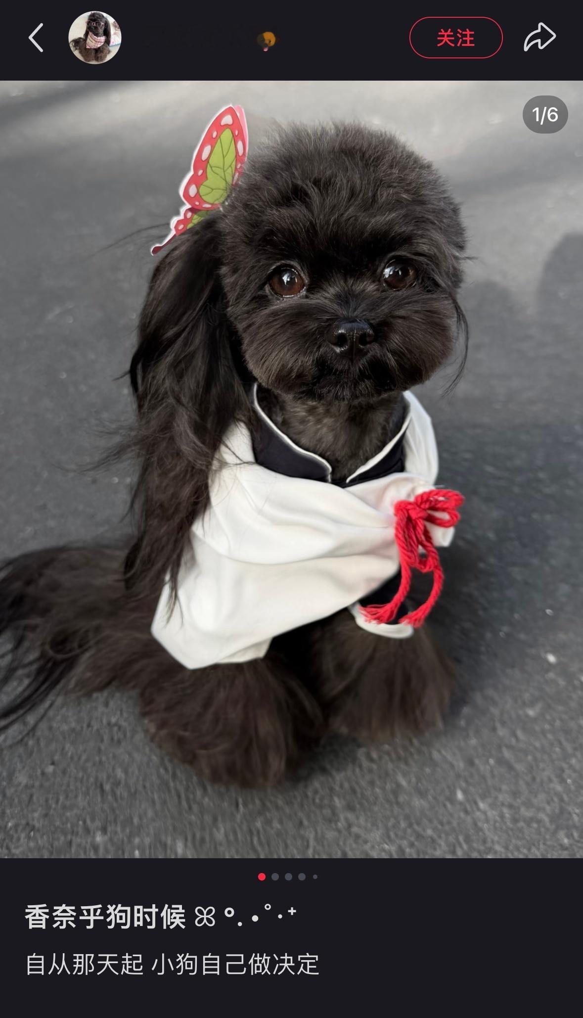 香奈乎狗时候ꕤ°．•˚‧⁺