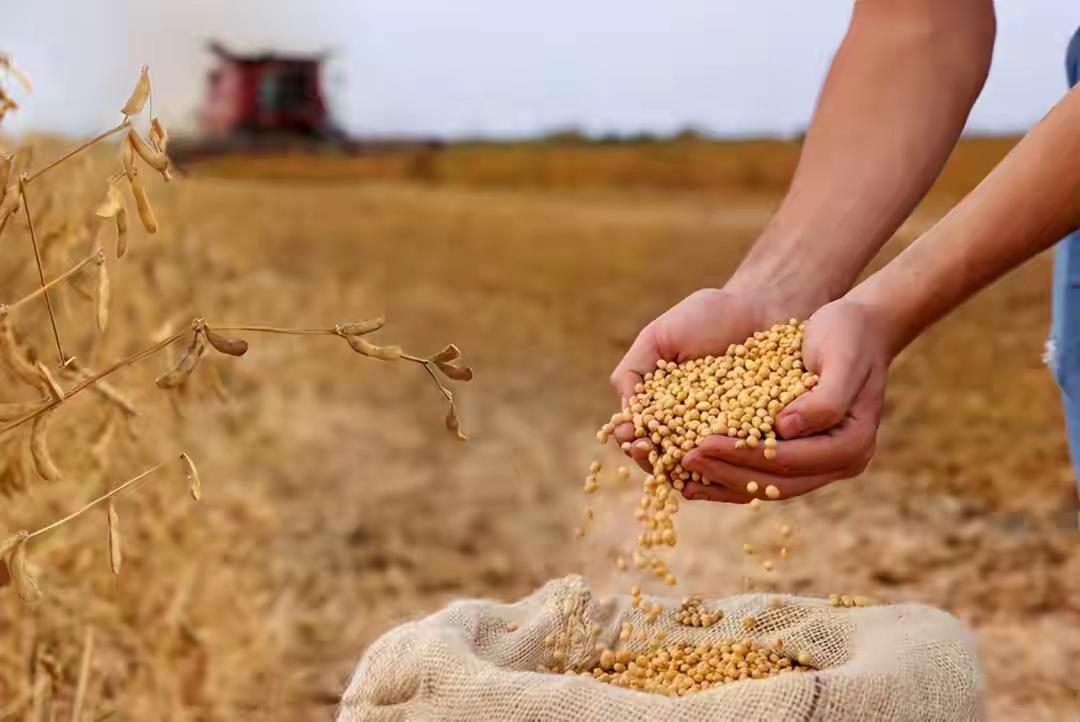 3月一粒不买！中方亮明大豆主权，特朗普急得团团转美方彻底傻眼了：都3月中旬