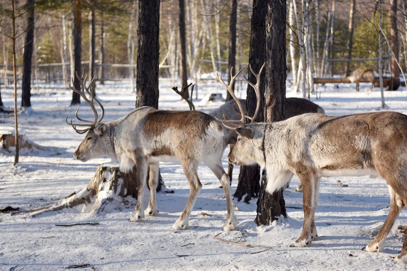 “太有灵性了！”近日，黑龙江漠河，一女子发现一只驯鹿的鹿角掉了，她问:“你鹿角掉