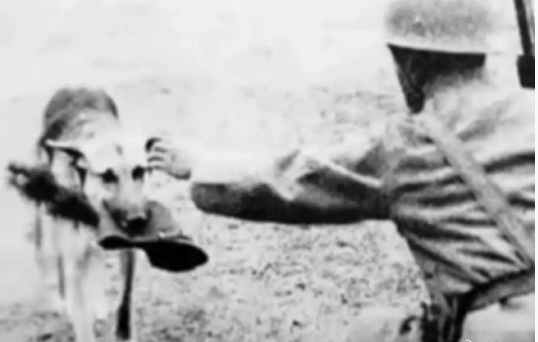 1940年，日寇对俘虏的抗日志士进行严刑拷问，在确定得不到任何情报后,竟残忍将其