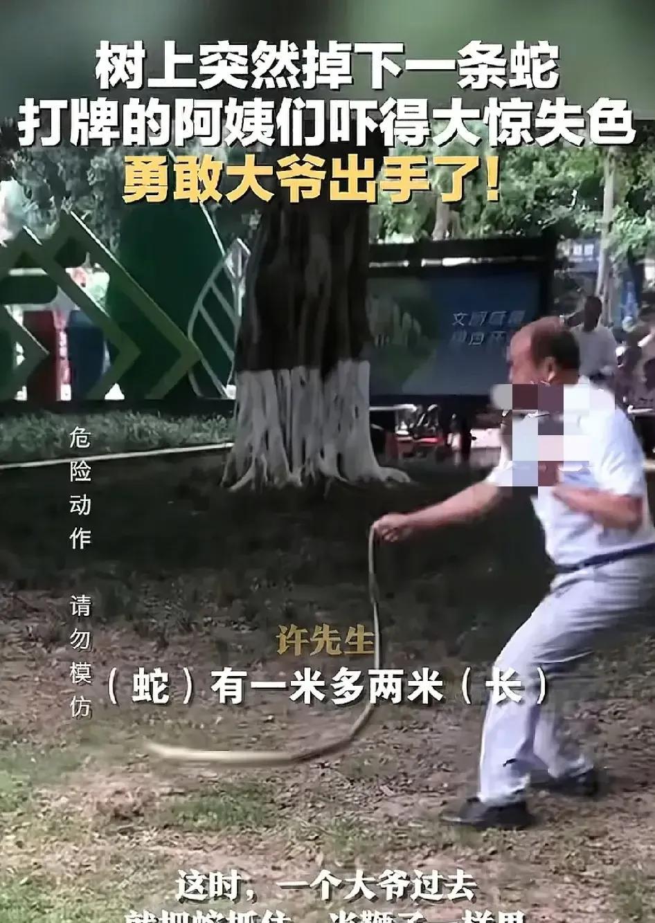 #树上掉下一条蛇大爷拽着蛇一顿甩#大爷虽然非常勇猛，但是两米长的蛇，大多数属