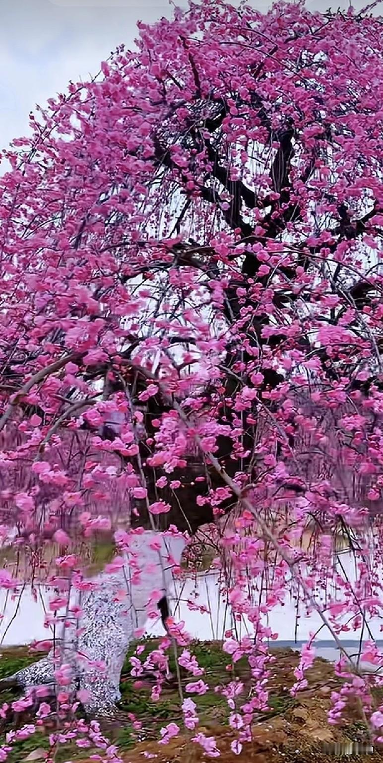 二婚能幸福吗？二婚要是能幸福，都离了，都二婚了。二婚怎么可能幸福？老婆老公和孩