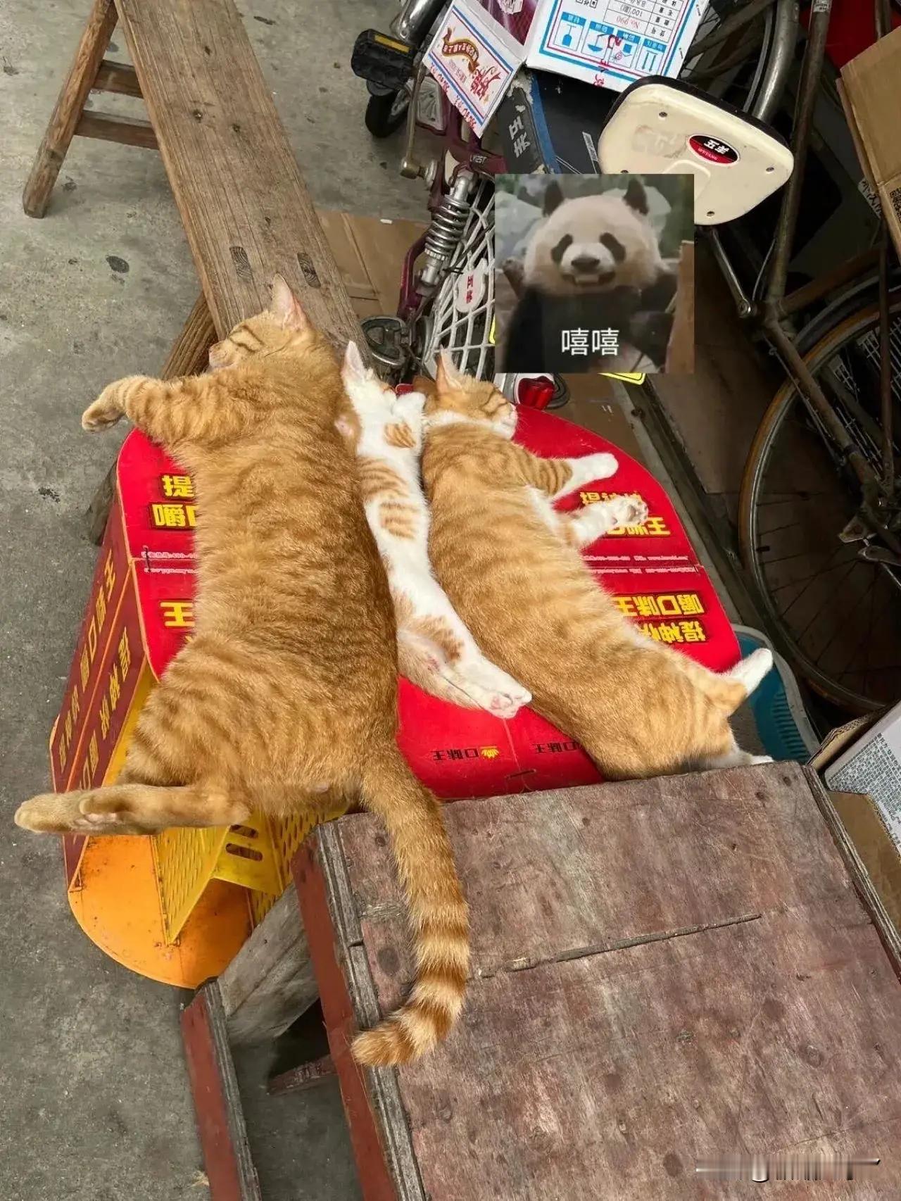 被偶遇的小猫一家暴击！太可爱了！温馨一家猫🐱