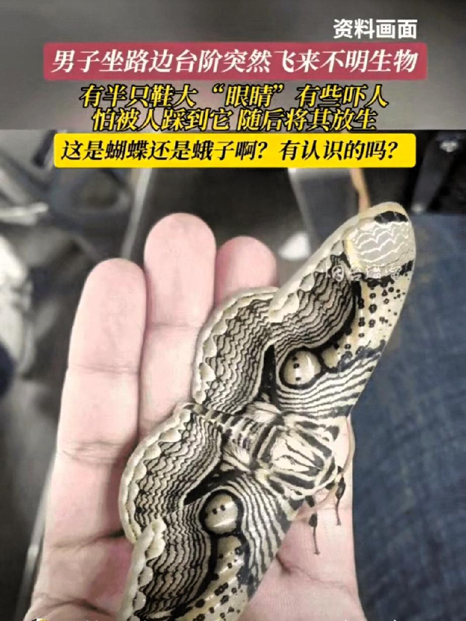 福建男子路边偶遇“巨型飞蛾”，翅膀带“眼睛”吓一跳！近日，福建一名男子在路边
