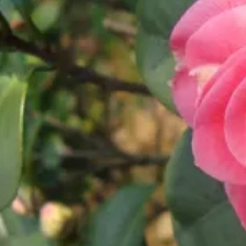 ‎种植🌷茶花树种植方法和注意事项一、选种和准备土壤1.选种：选择优质的茶花