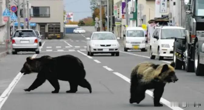 日本半年多时间捕杀了近万头熊据红星新闻消息，日本环境省汇总各地上报的数据显示共