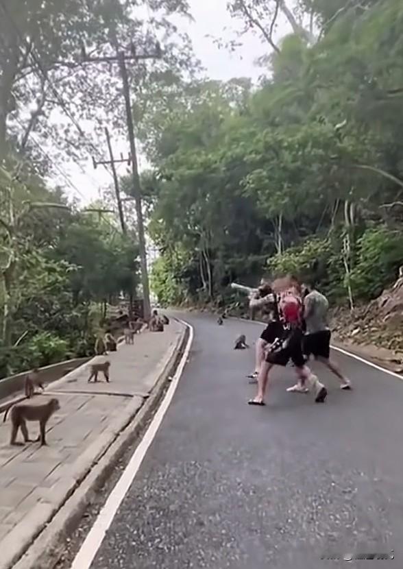 这次峨眉山上的猴子算是碰上对手了，猴子见了这群外国人，也是直摇头啊，一群老外