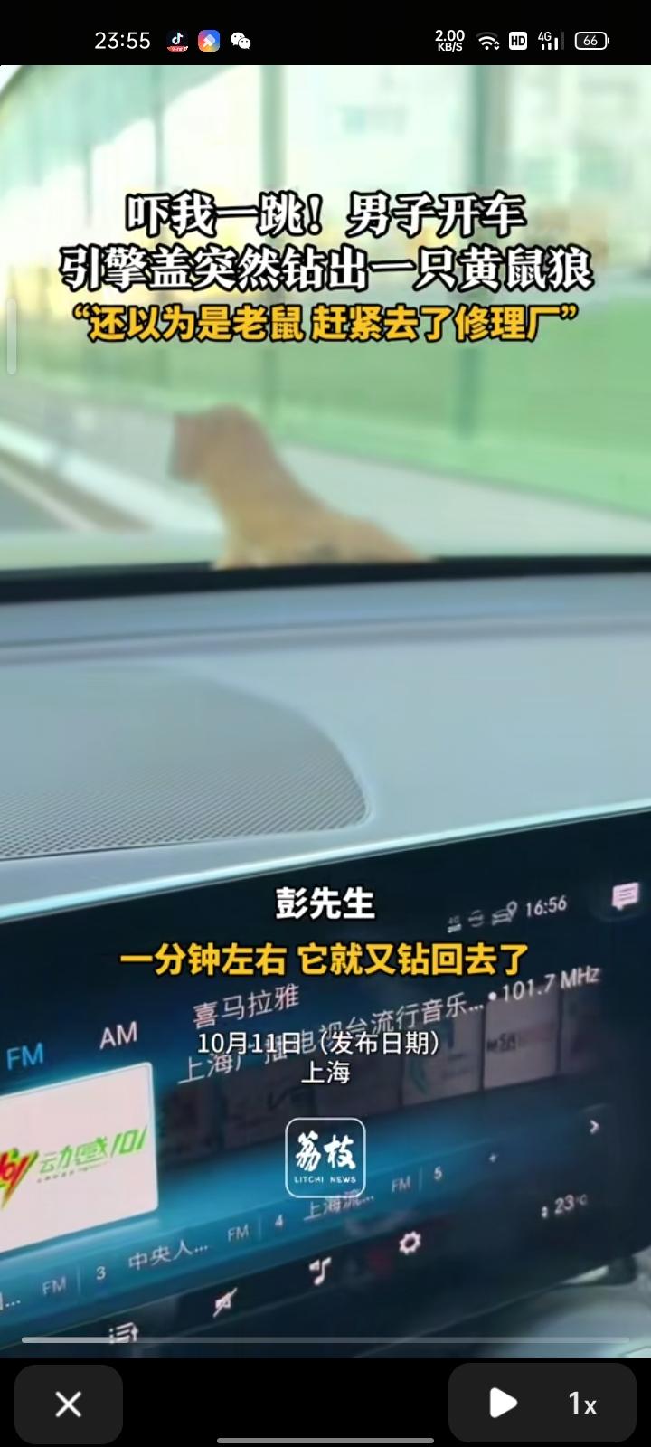 10月10日，上海。网友发视频称，自己开车时，引擎盖突然钻出一只黄鼠狼，过了一分
