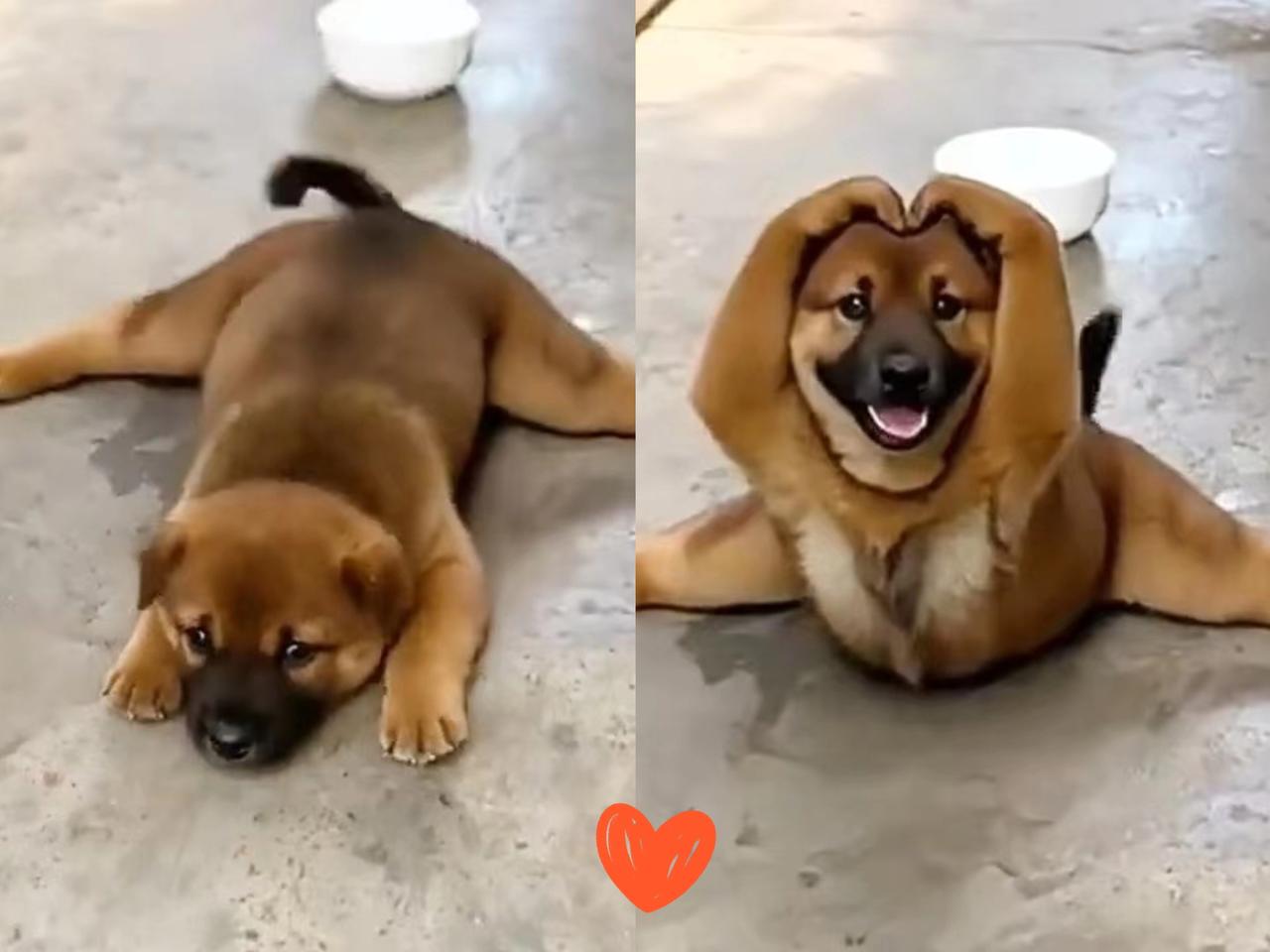 你有没有见过这样的狗狗?它会用爪子摆出爱心,眼睛里充满了温暖。这不仅仅是