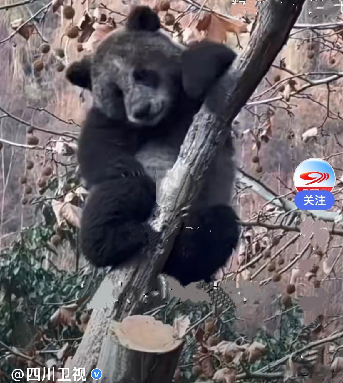 近日，四川在卧龙神树坪基地有一只大熊猫，和我们认知的大熊猫不一样，我们印象中的大