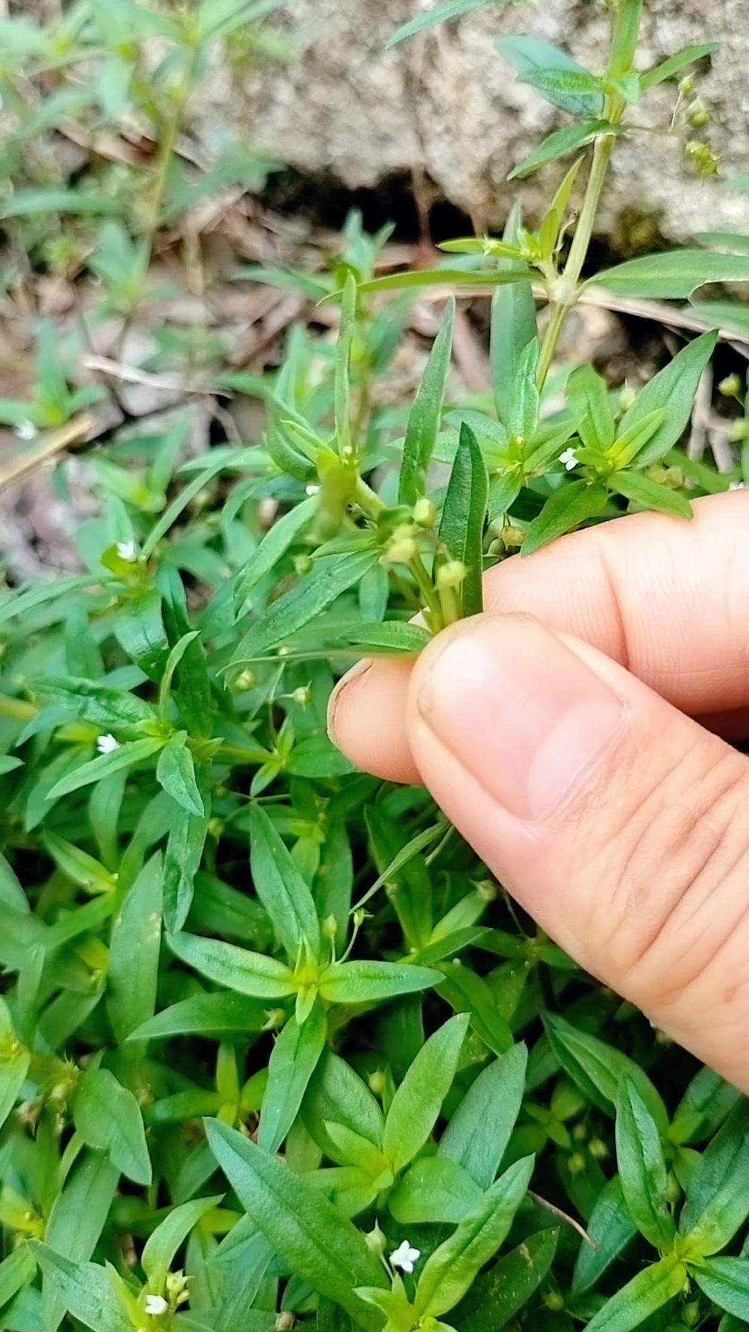 水仙草别再当杂草拔啦！🌿这种叫水仙草的植物，和白花蛇舌草长得很像，懂行的人会把