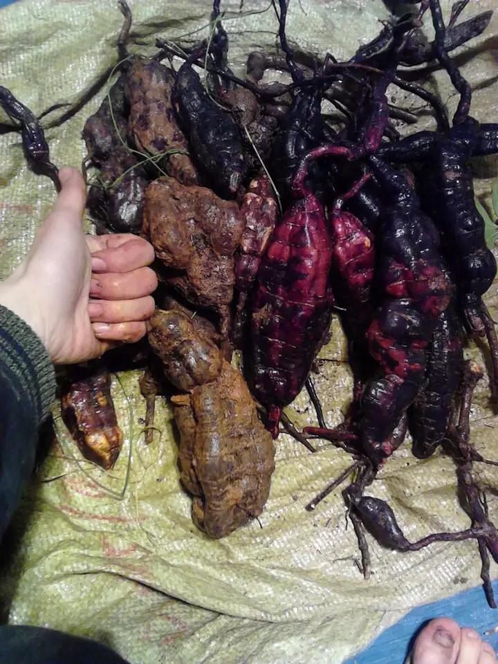 小孩上山挖折二根, 偶然挖出来了这东西, 险些当红薯吃