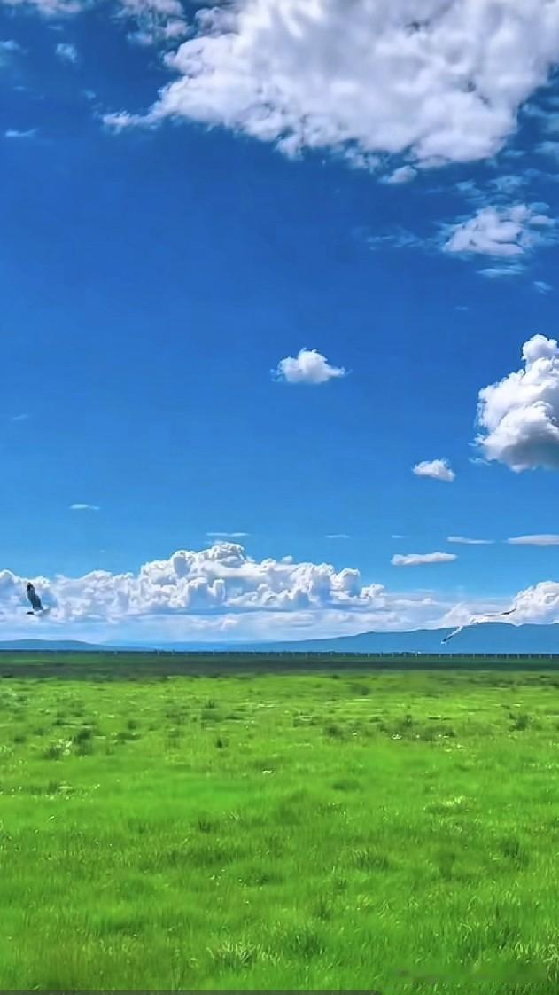 [烟花]万顷碧草铺向远方，白云悠然悬于长空。旷野自有治愈人心的力量，置身这片草