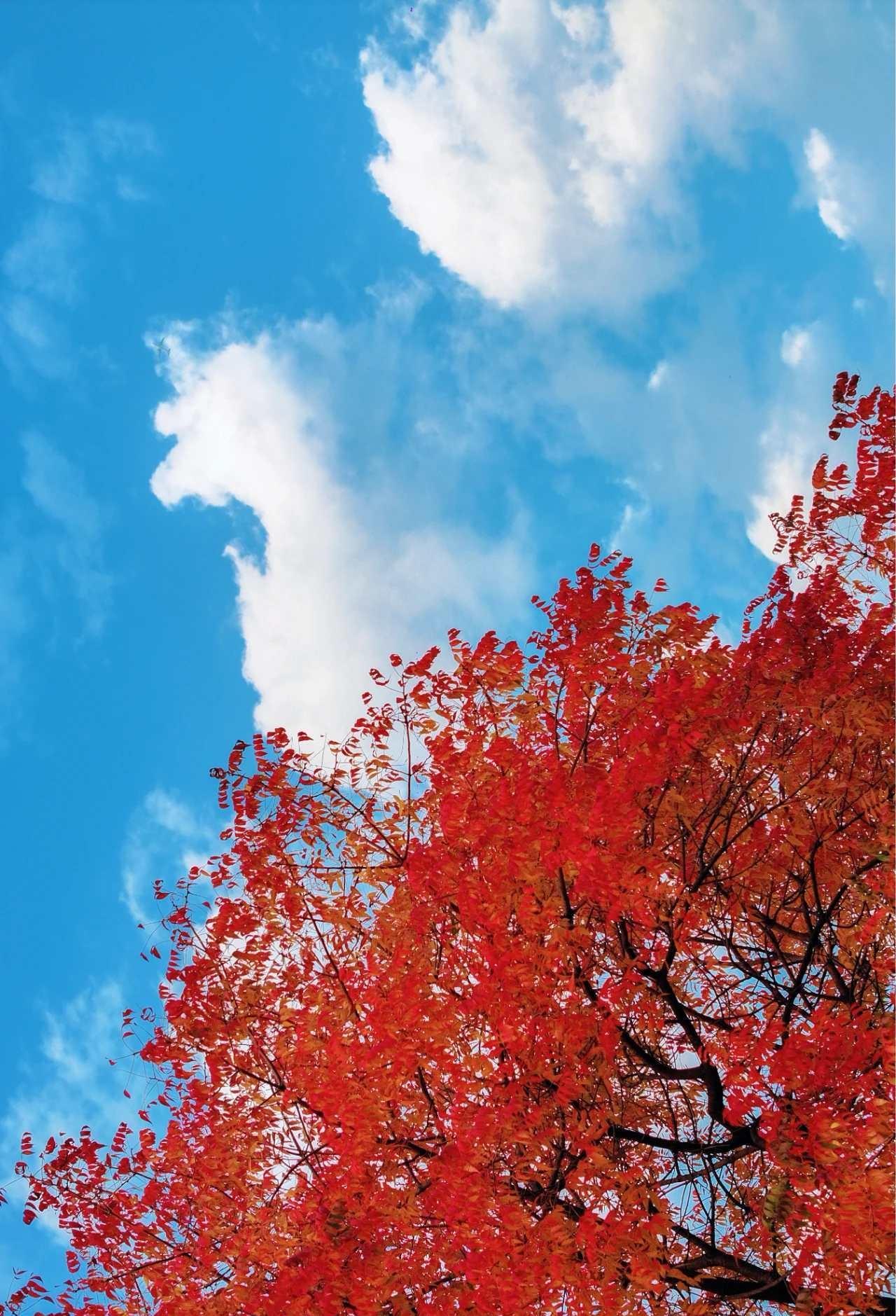 秋风执起调色盘，从金黄到火红渐次晕染，@武汉园博园景区南通园的网红树-黄连木成