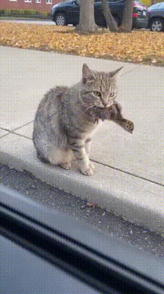 车主按喇叭救鸟，猫咪爬车窗“骂街”：我的午餐飞了！路上惊现“猫捉鸟”名场面