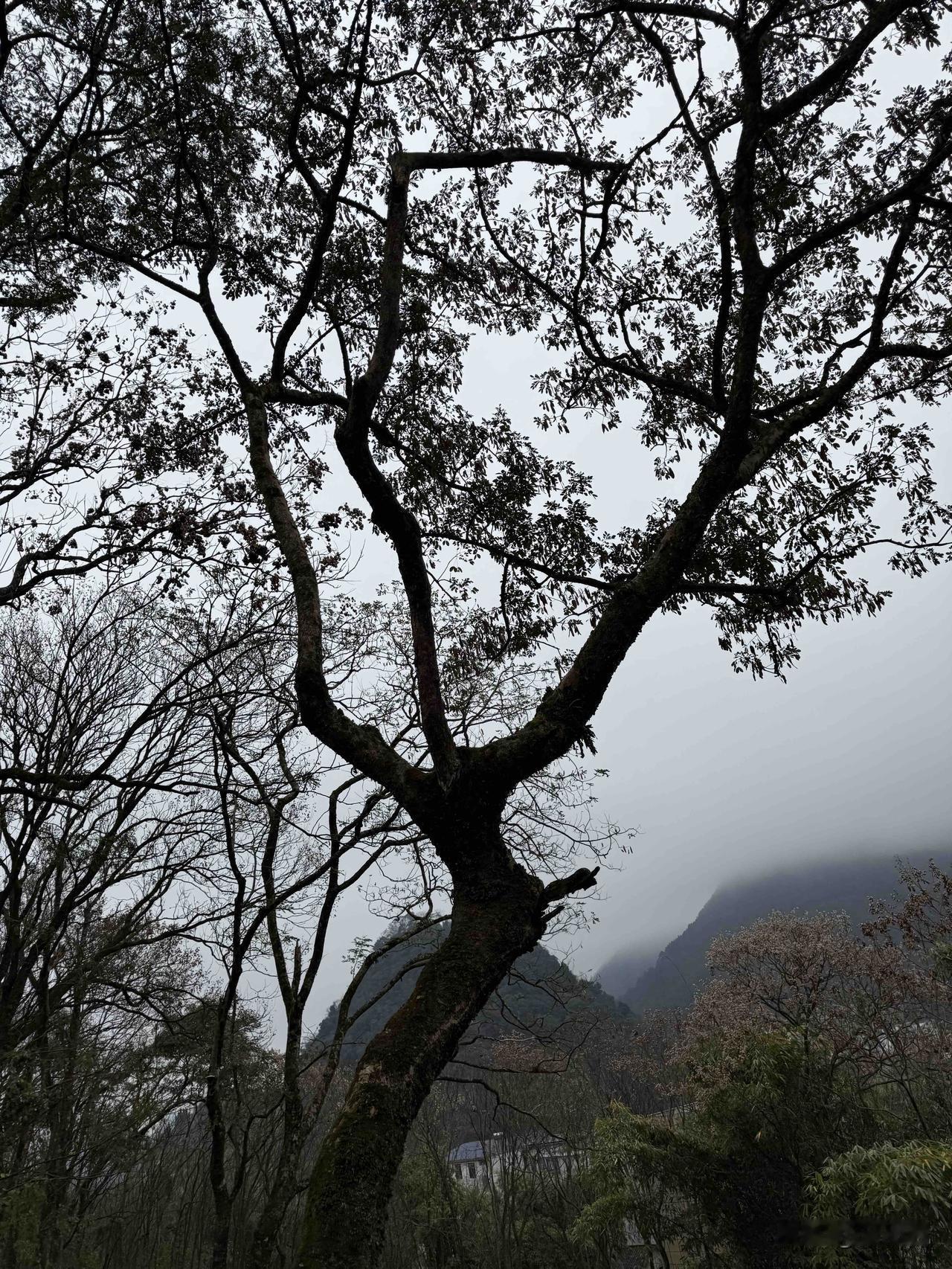 农村的树，小时候就是爬这种树，看看鸟窝有没有蛋。