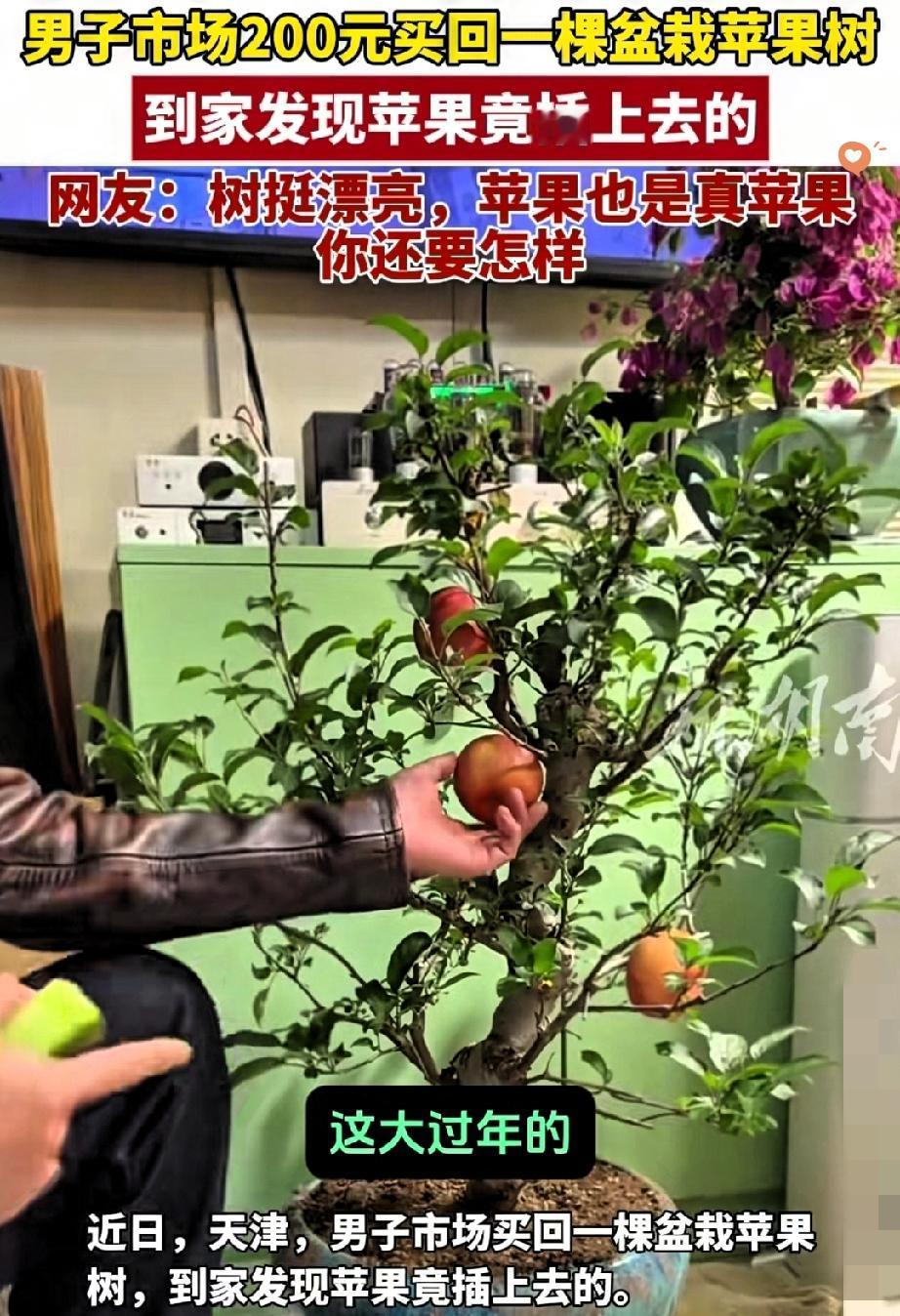 “2026年最离谱的苹果树”！天津何先生花200元买的盆栽，苹果居然是用螺丝