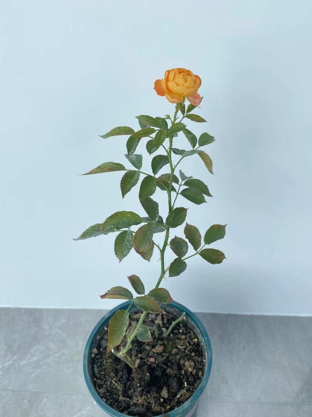 我愿称之为最难养的花