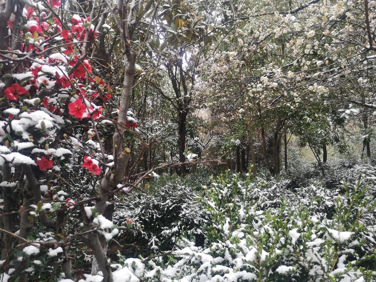 昆明下雪了！而且下的是能堆积起来的雪！今冬第一次下雪，也可能是今冬唯一的一场