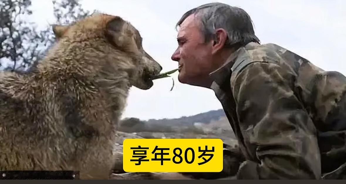 曾被狼群抚养12年狼孩去世西班牙狼孩马科斯离世，享年80岁。童年遭受家庭不幸，7