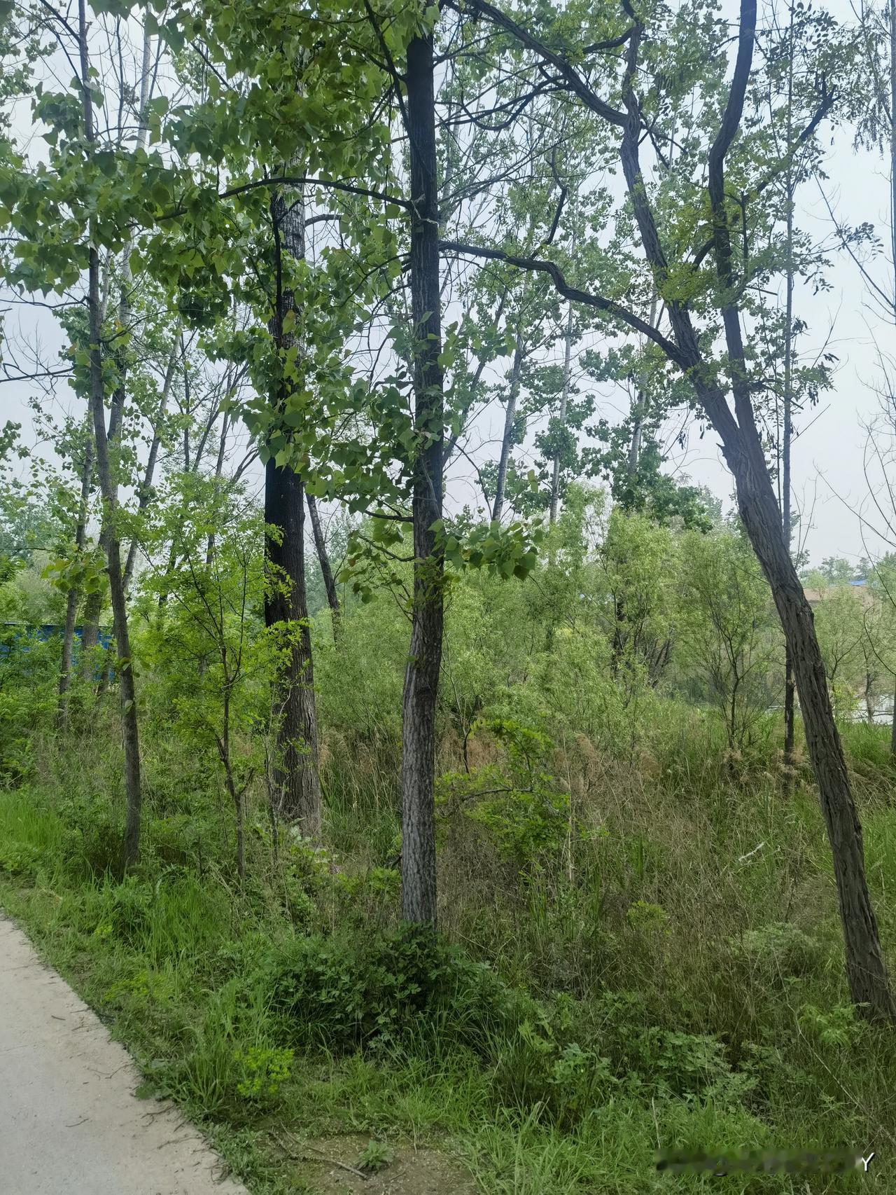 上周末去了黄河滩北侧，真的是太危险了。周末带着孩子去了郑州北侧的黄河边，从花园