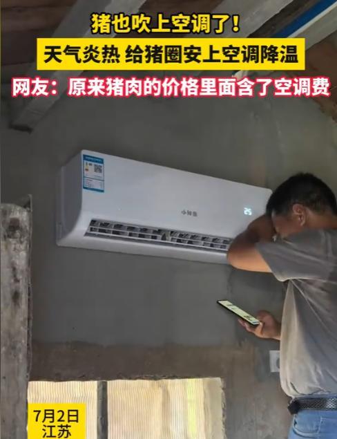 “猪都吹上空调了！”江苏，一家养猪场，给猪圈装空调了！吹得二师兄舒舒服服呼呼大睡