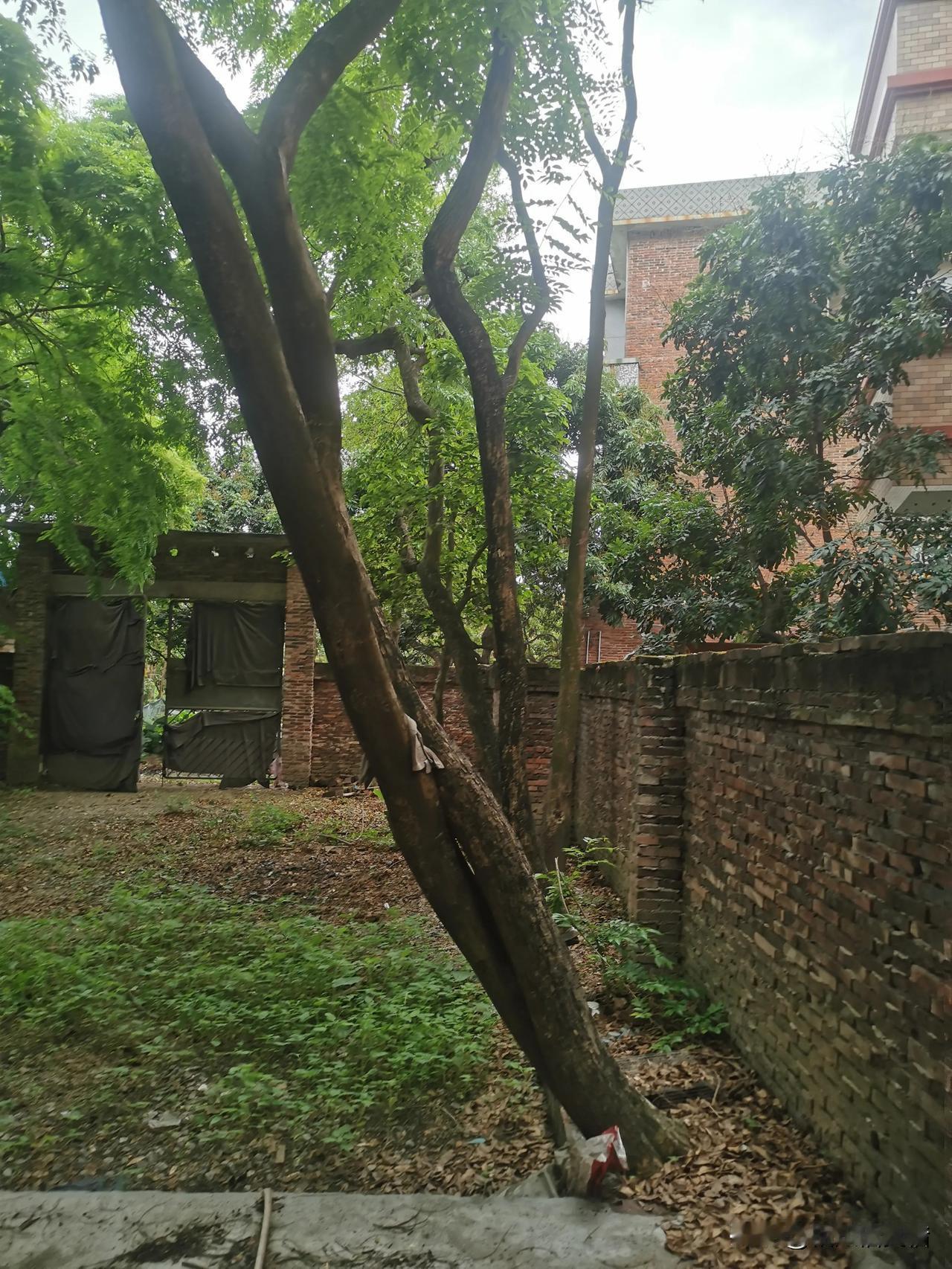 昨天与老伴一起回老家，原以为家公走后，老家就无窂无挂了，但我一段时间没回去，老家
