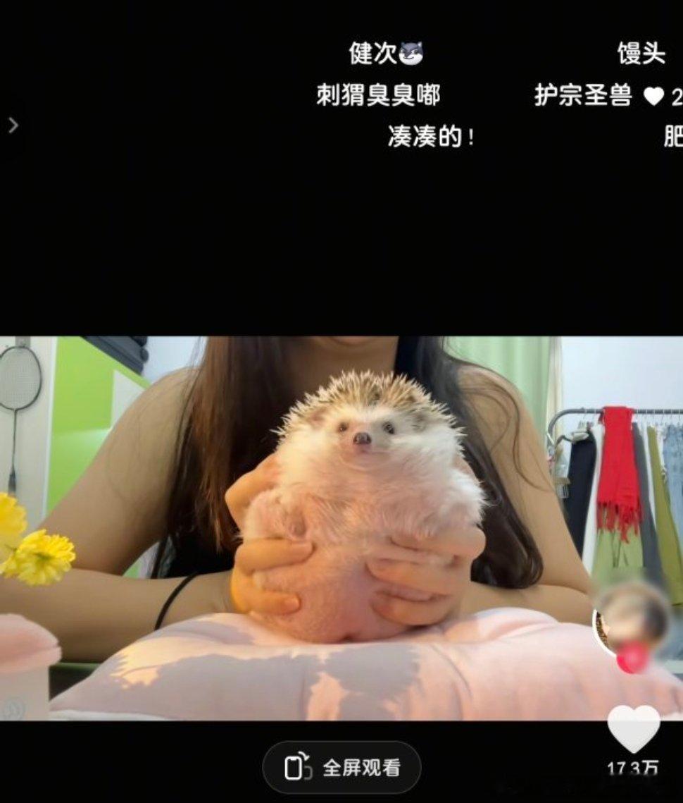 科普一下正常成年母刺猬体重在450g左右，这个博主的刺猬900多，完全是人中良