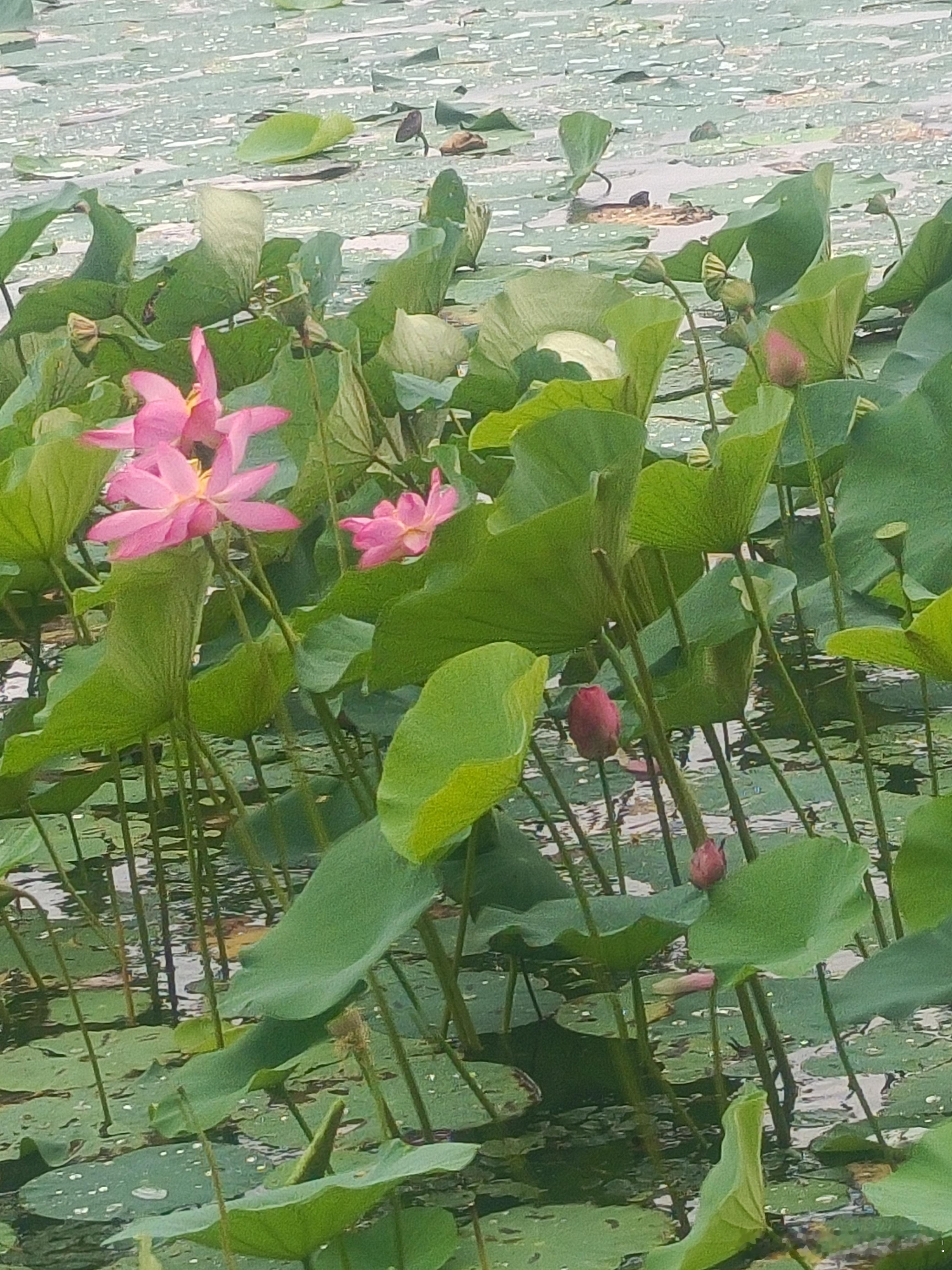 知人不评人，知理不争论，是成年人之间最顶级的尊重。​​​