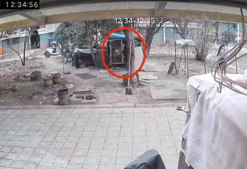 两男孩玩火点燃狗笼，狗被烧死，主人发声：萨摩耶养了7年感情很深，不接受私了，要求