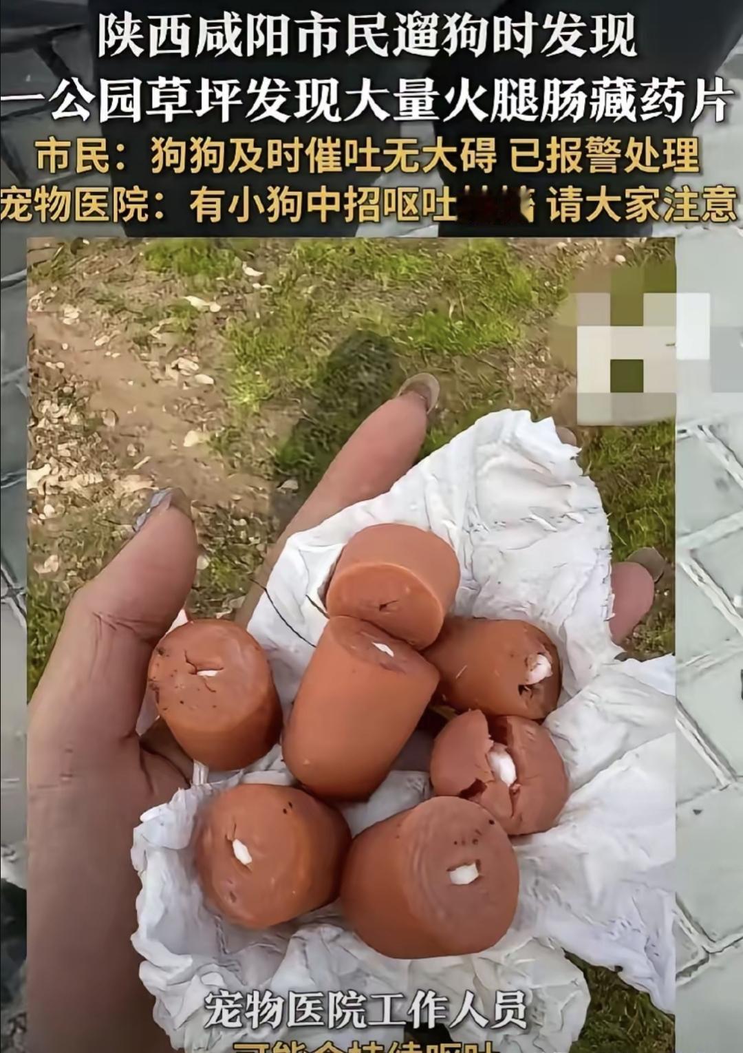 最近咸阳有市民在公园草坪上发现了奇怪的东西。好几个掰开一半的火腿肠里都藏着白色药