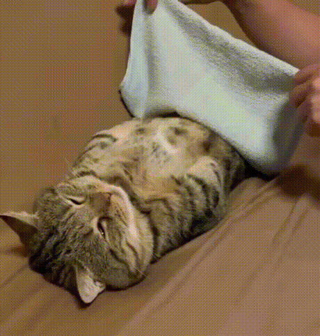 建议大家每晚睡够6小时英国萨里大学一项研究发现：连续7天、每晚睡眠不足6小时的