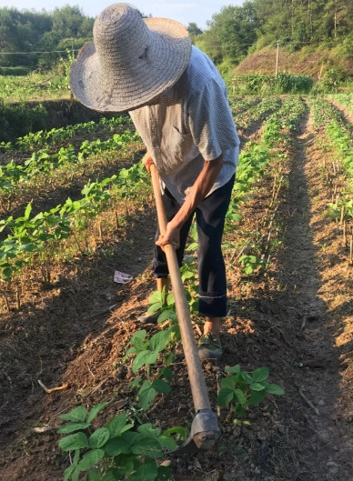 退休后种菜被骂“傻”？61岁老人用2亩菜园撕开了成年人的生存焦虑——当社会默认“