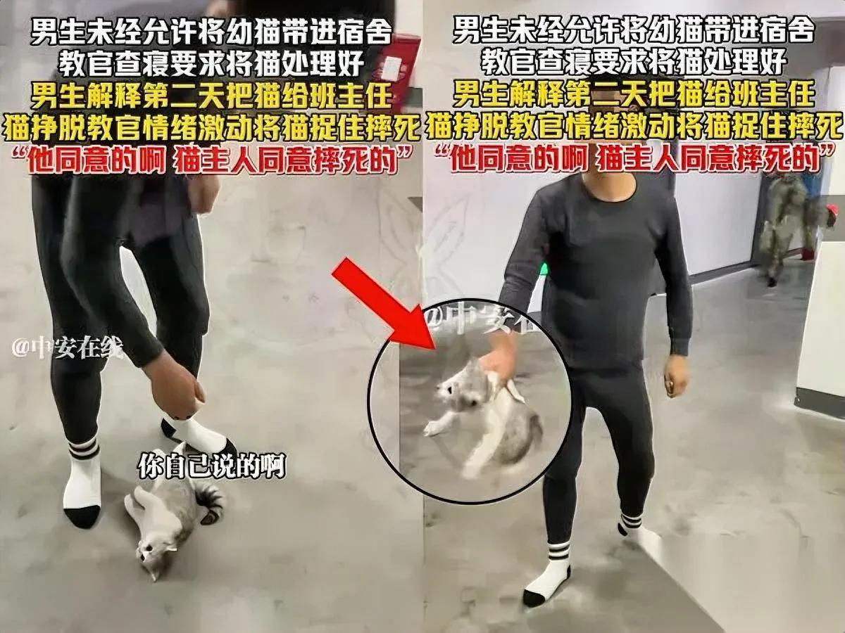 教官摔猫有隐情？学生举着手机激将：你摔啊学校明令禁养宠物，教官批评带猫学