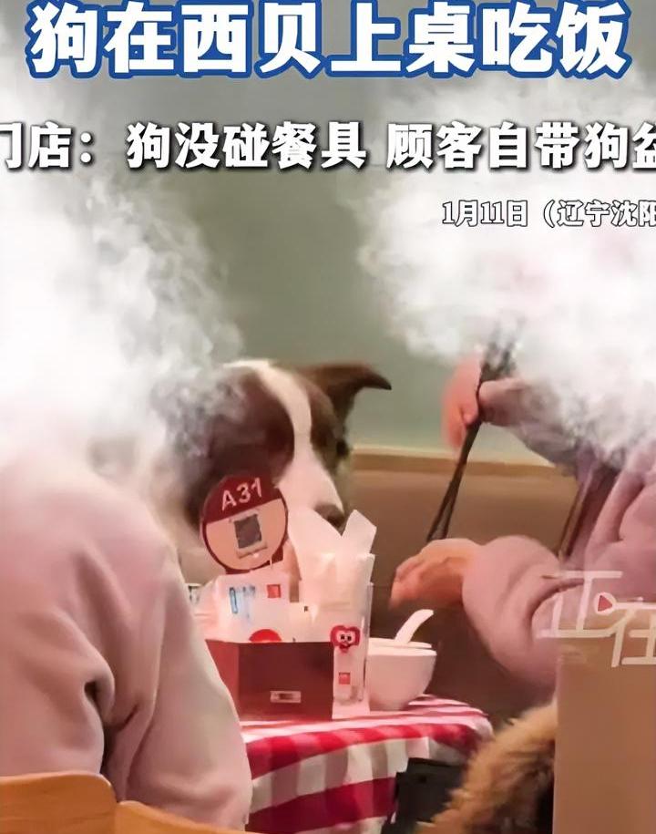 真要命啊，西贝刚消停两天，这又出事。沈阳某西贝店，一位顾客带狗进店用餐，被网友