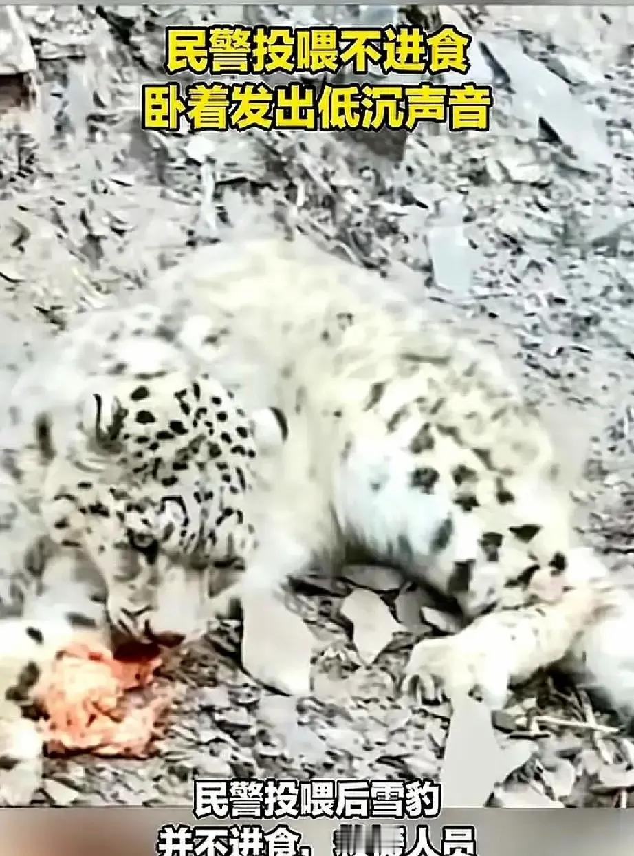 三德子把雪豹抱进笼子的照片我看了好几遍。11月27号晚上他在玉树山坡下发现这头