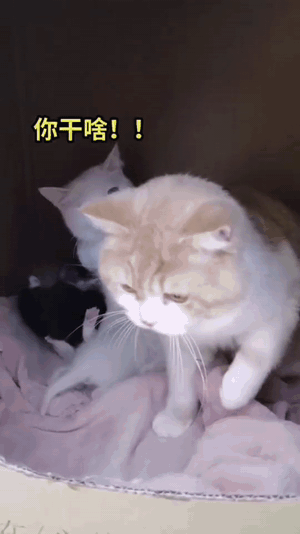 诶诶！这白猫的神态跟我媳妇一样一样的！