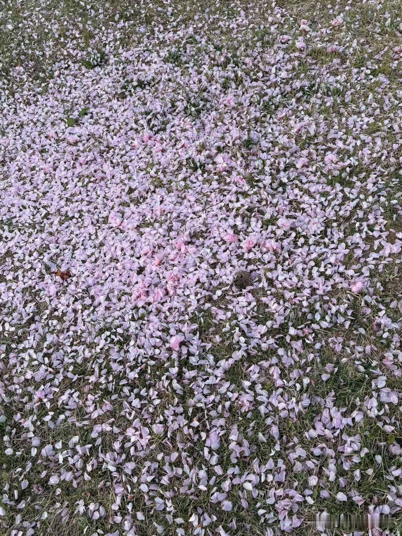 唐多令•柳絮枝上散春愁，林中漫夏幽。不似花，任尔风流。未系此身何处去，江水送